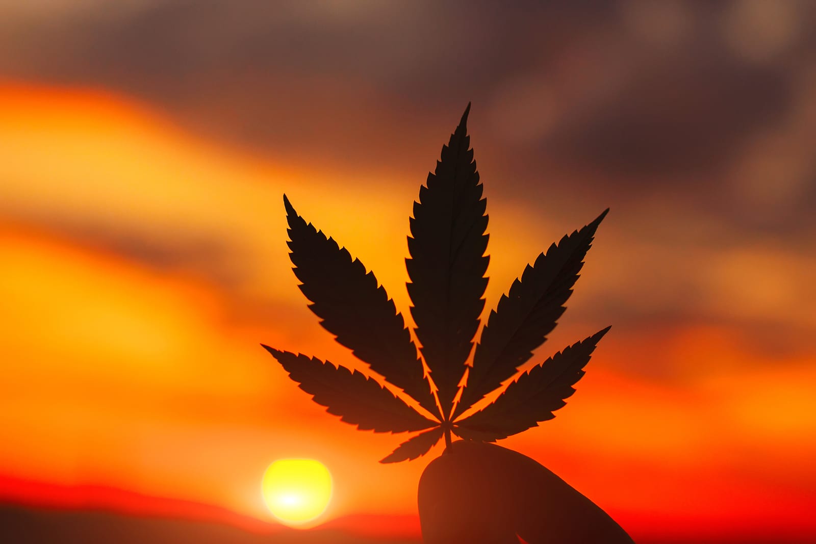 Cannabis leaf silhouetted against a tropical sunset